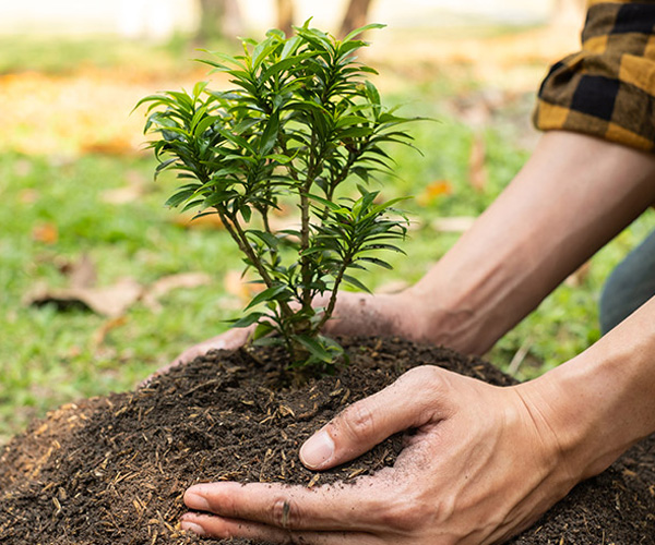 Close up of hands planting a young tree in the ground